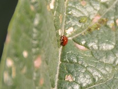 Sphaeroderma testaceum