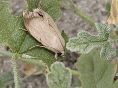 Litoprosopus coachella