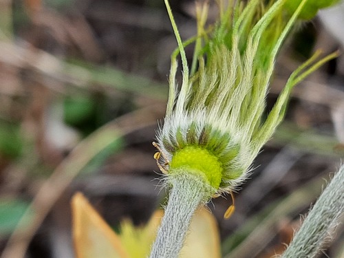 Pulsatilla albana