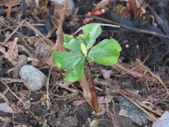 Trillium cernuum