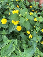 Lantana × hybrida
