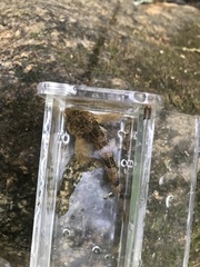 Cottus chattahoochee