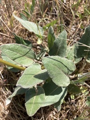 Eriogonum compositum