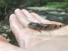 Cottus chattahoochee