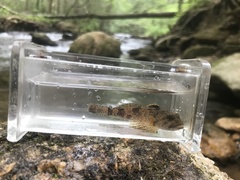 Cottus chattahoochee