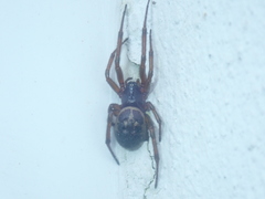 Steatoda nobilis