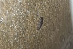 Armadillidium versicolor