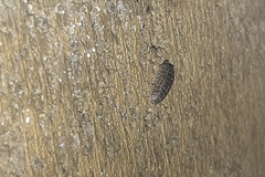 Armadillidium versicolor