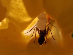 Closterocoris amoenus