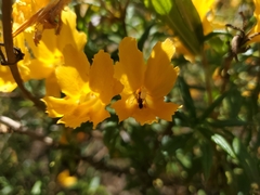 Closterocoris amoenus