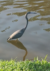 Egretta tricolor