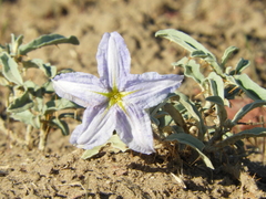 Solanum juvenale