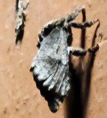 Arbela Carpenterworm Moth