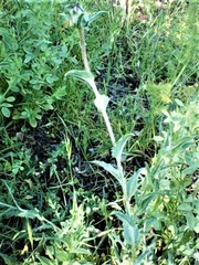 Carthamus caeruleus