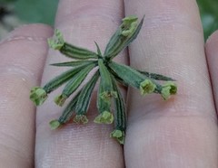 Osmorhiza brachypoda