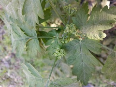 Osmorhiza brachypoda