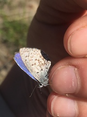 Celastrina asheri