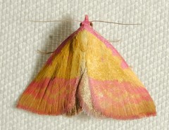 Phytometra rhodarialis