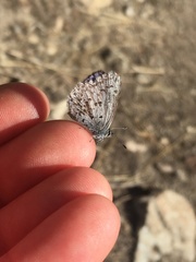 Celastrina asheri