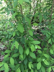 Oemleria cerasiformis