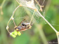 Polybia ruficeps xanthops