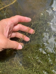 Najas guadalupensis