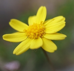 Jacobaea minuta