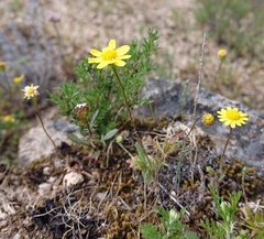 Jacobaea minuta