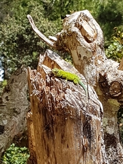 Sceloporus hondurensis