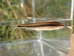 Pteronotropis harperi