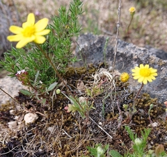 Jacobaea minuta