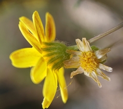 Jacobaea minuta