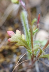 Jacobaea minuta