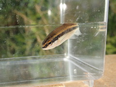 Pteronotropis harperi