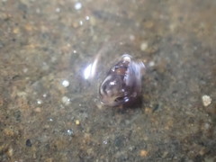 Eatoniella