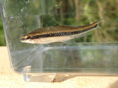 Pteronotropis harperi