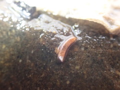 Caecum