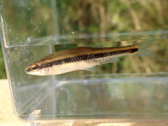 Pteronotropis harperi