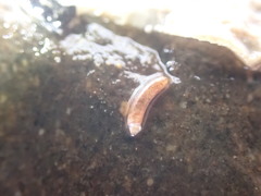 Caecum