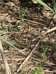 Aspidoscelis gularis