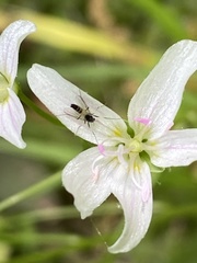 Cricotopus bicinctus