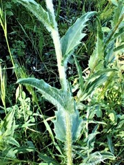 Carthamus caeruleus