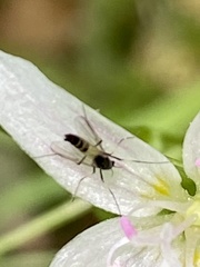 Cricotopus bicinctus