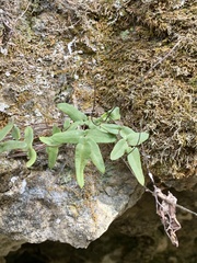 Pellaea glabella