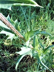 Carthamus caeruleus