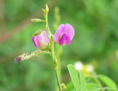 Tephrosia purpurea purpurea