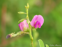 Tephrosia purpurea purpurea