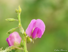 Tephrosia purpurea purpurea