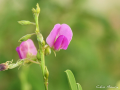 Tephrosia purpurea purpurea