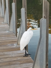 Ardea alba